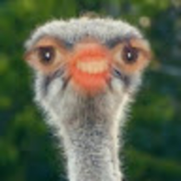 Meet your Posher, Karlee - Picture 1 of 1